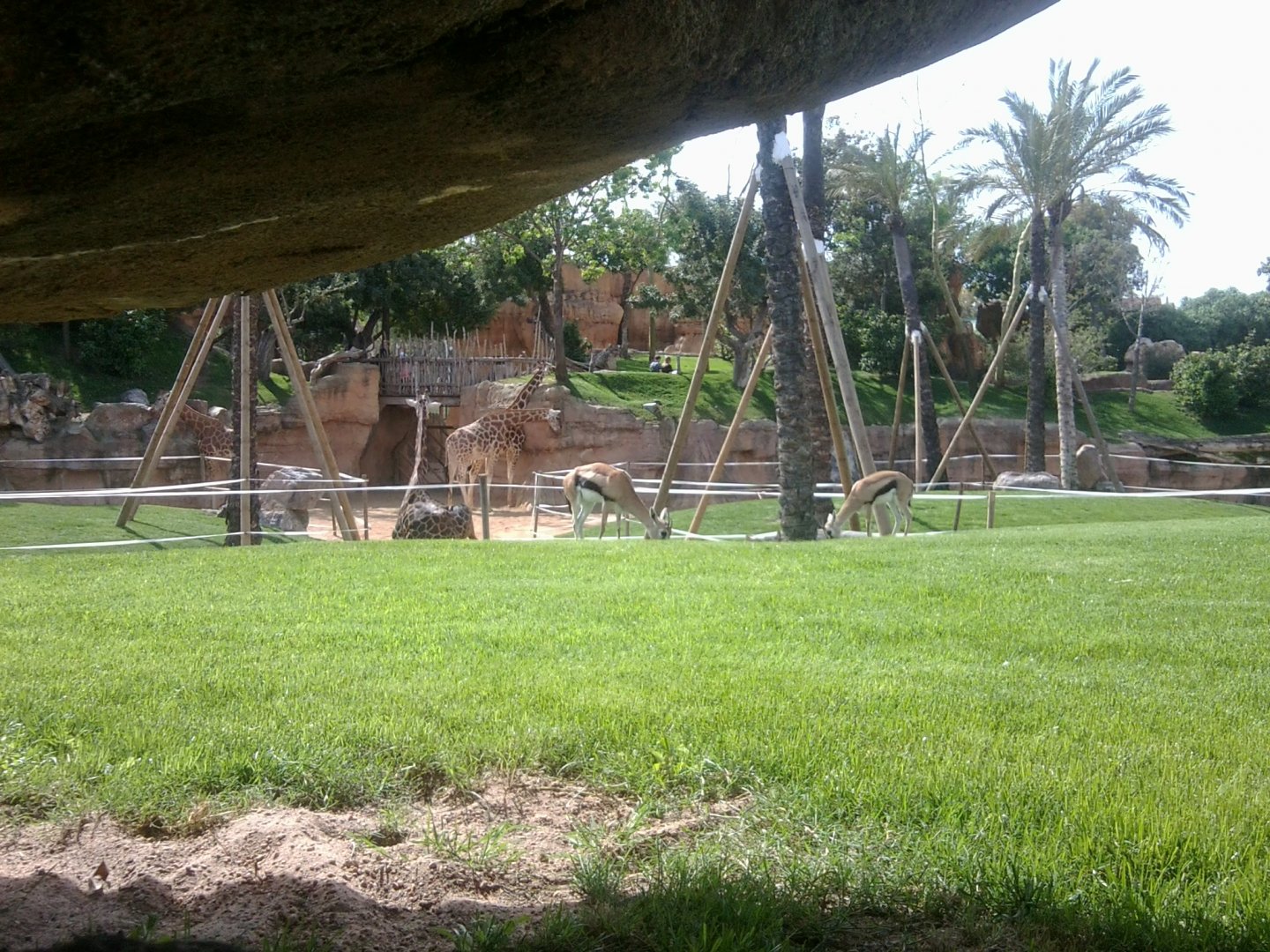 Gazelles grazing