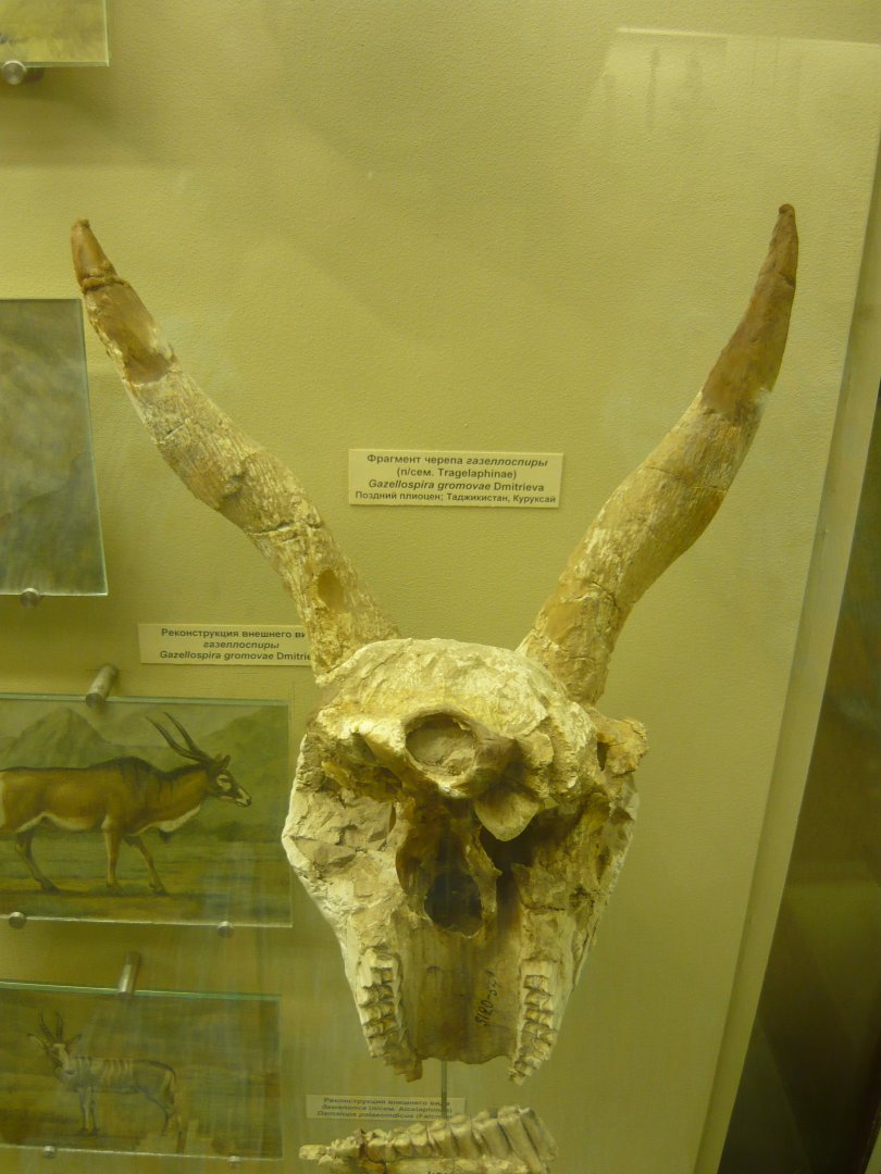 Gazellospira gromovae skull fragment