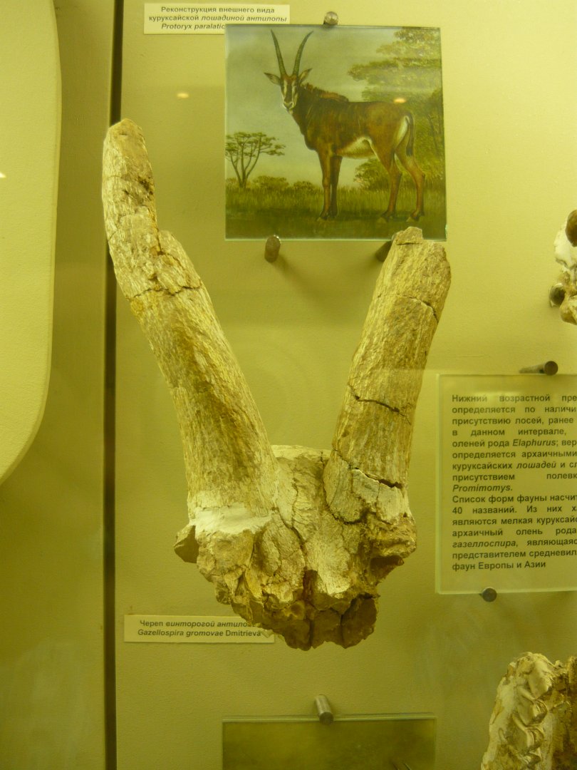 Gazellospira gromovae skull fragment