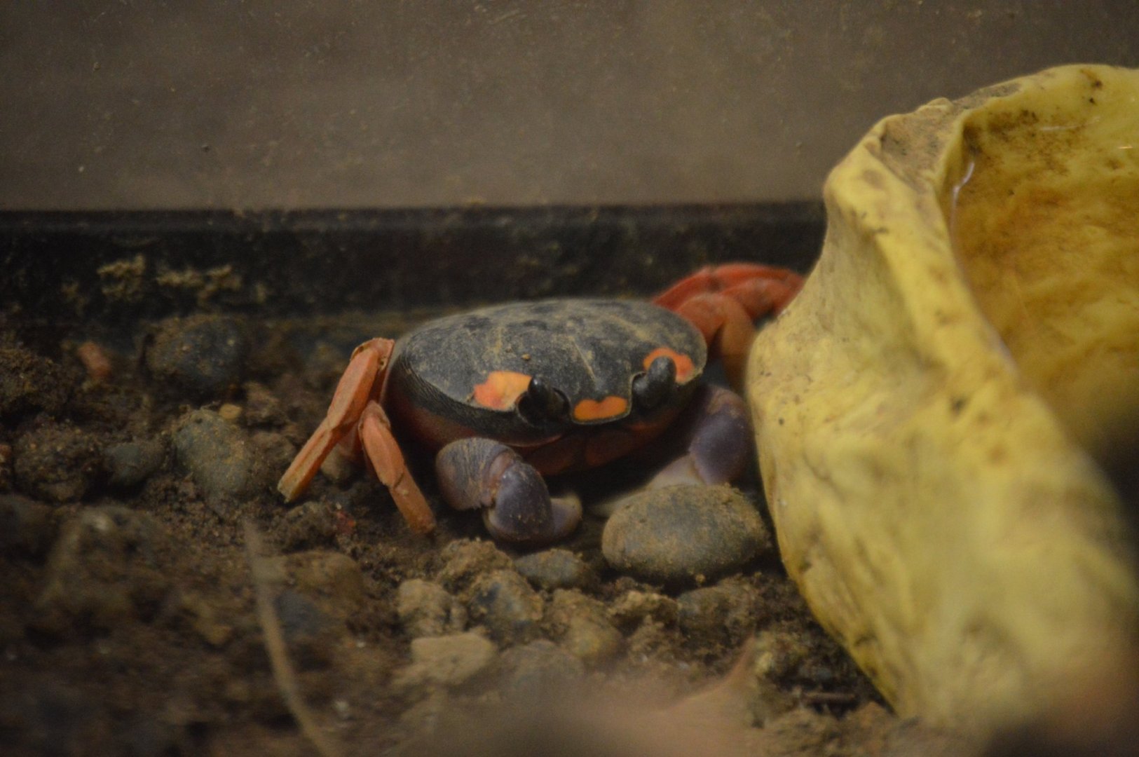 Gecarcinus quadratus