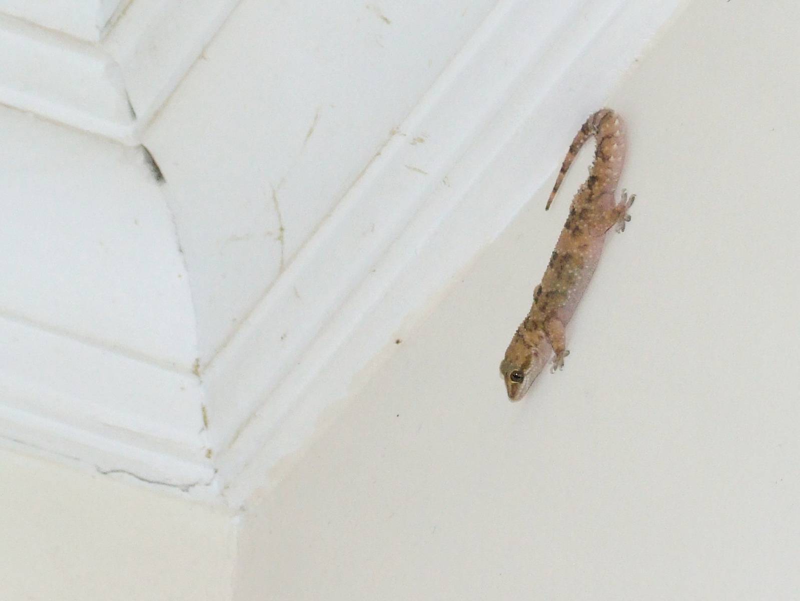Gecko at Hawassa, 16/10/14