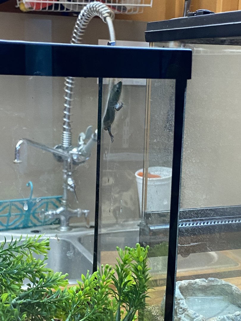 Gecko at Lupa zoo, ID?