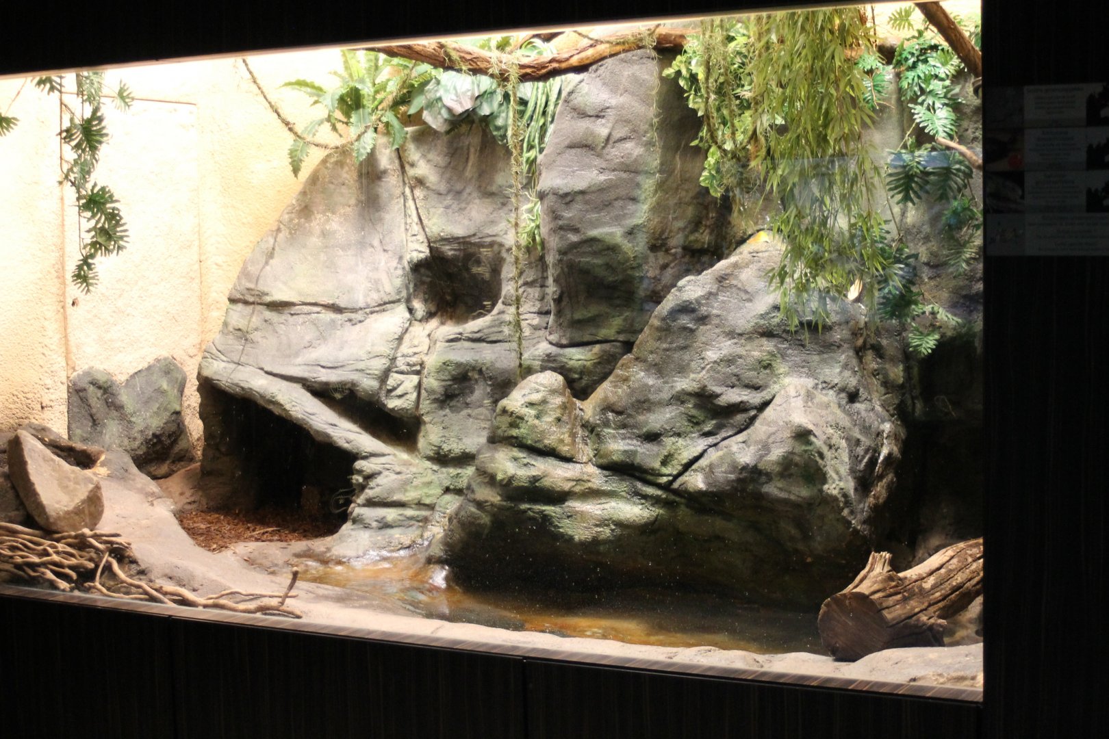 Gecko - Box turtle - Monkey-tailed skink enclosure