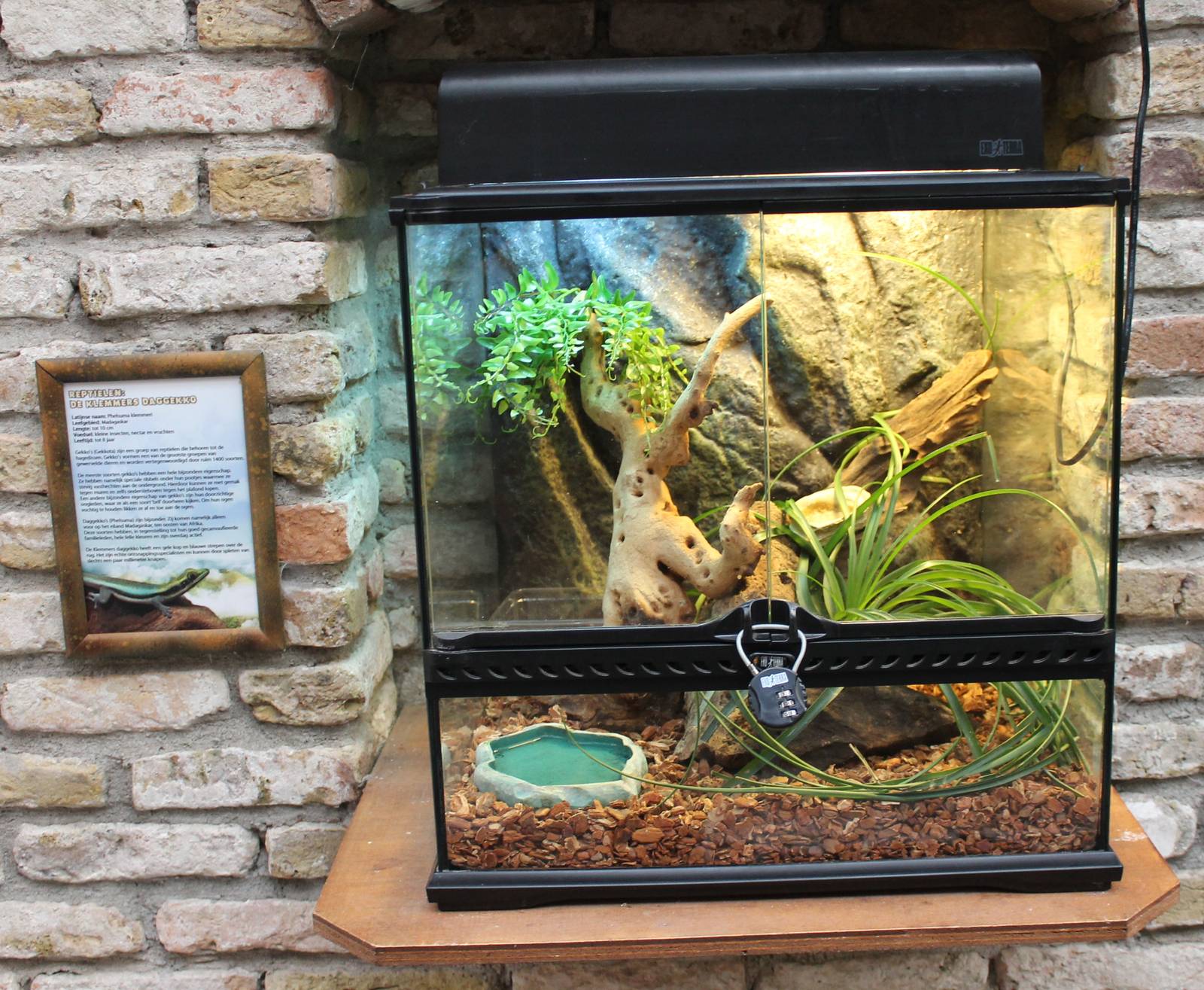 Gecko enclosure