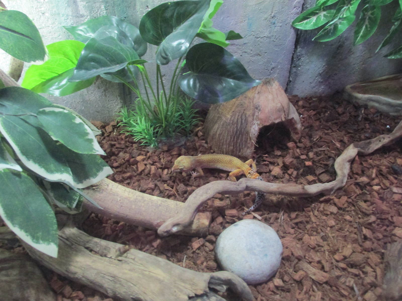 gecko exhibit acuario inbursa