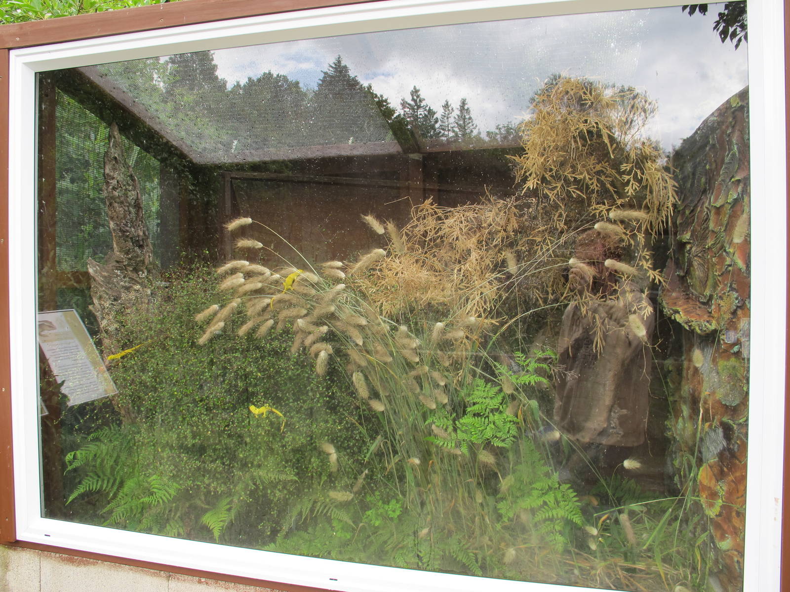 Gecko Exhibit - Otorohanga Kiwi House Dec 2012