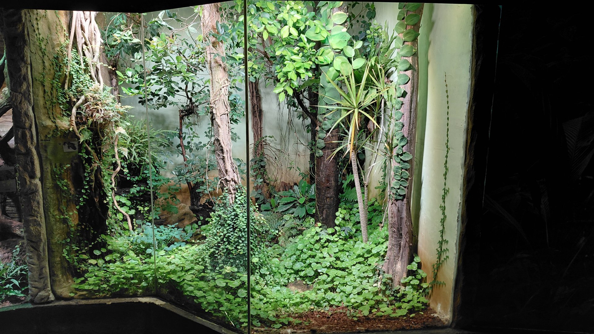 Gecko exhibit