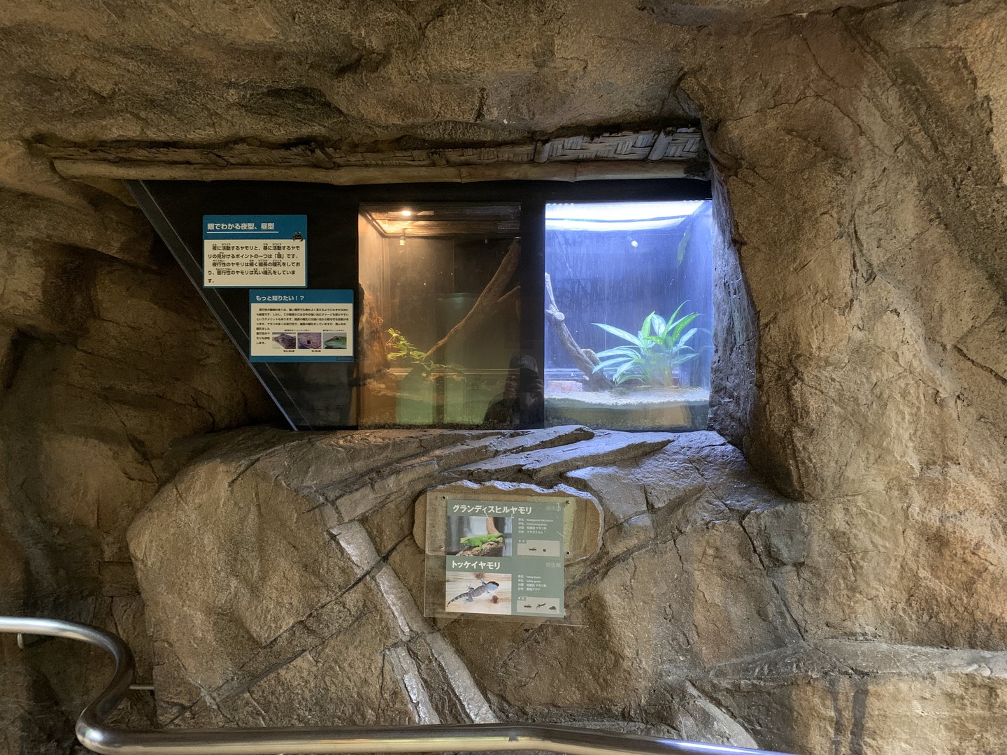 Gecko Exhibits