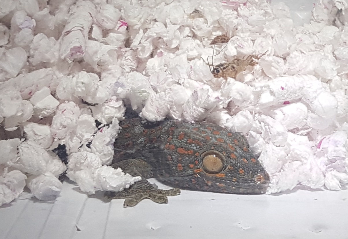 Gecko gecko