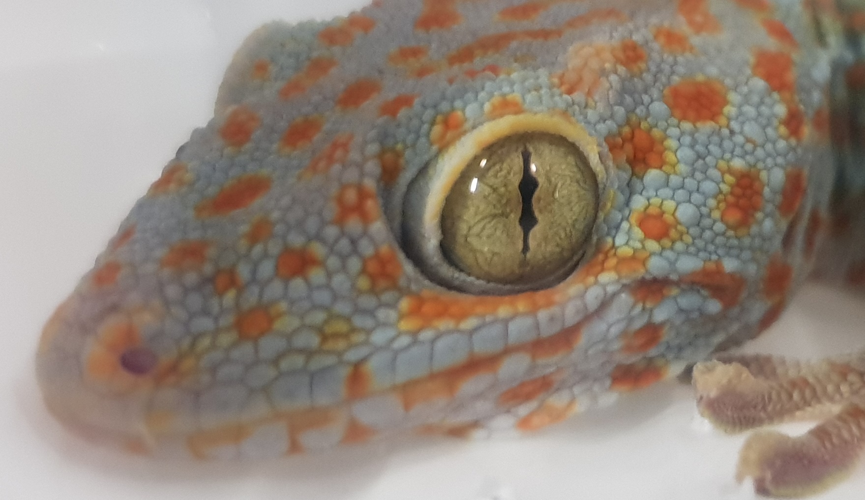 Gecko gekko