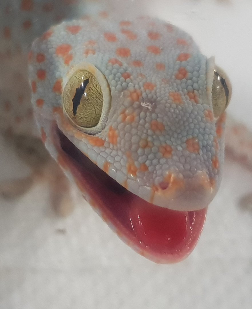 Gecko gekko