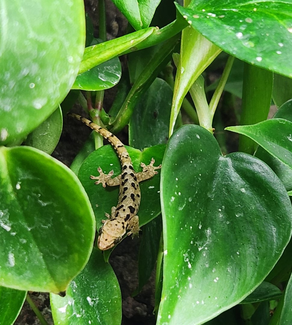 Gecko ID - (National Aquarium)