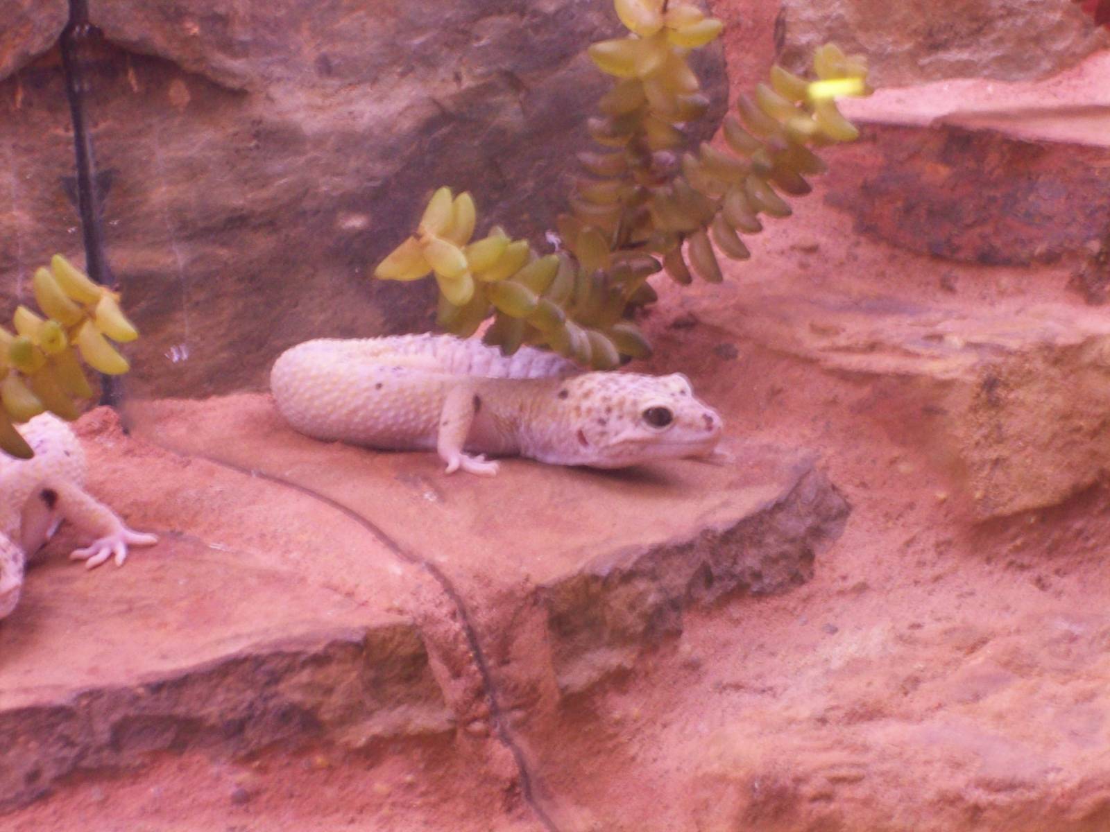 gecko id needed