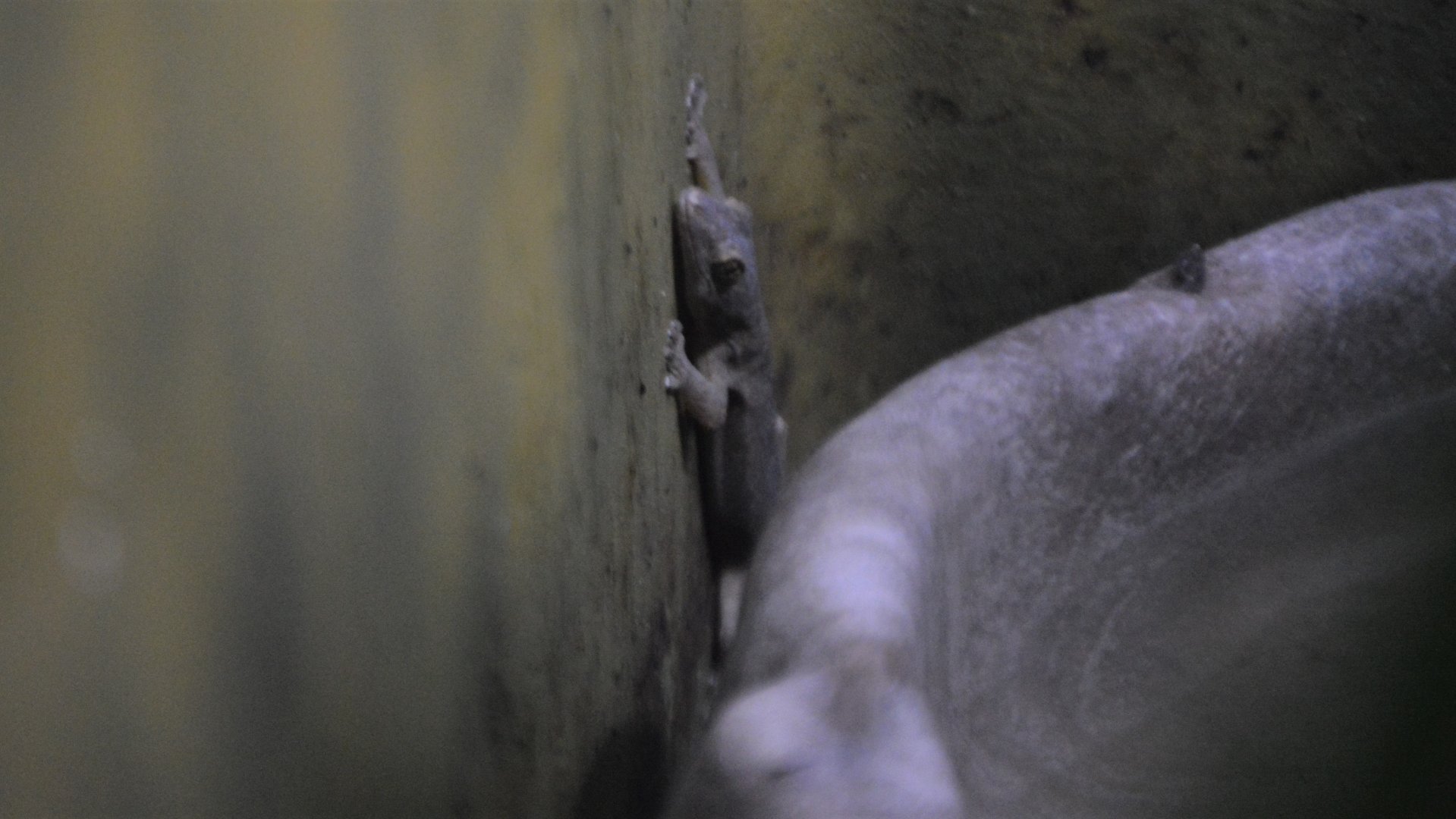 Gecko ID (San Diego)