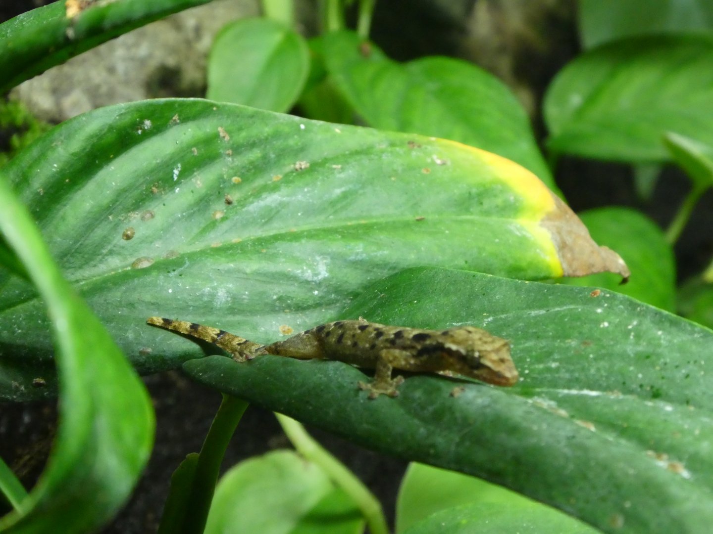 Gecko ID?; Upland Tropical Rainforest