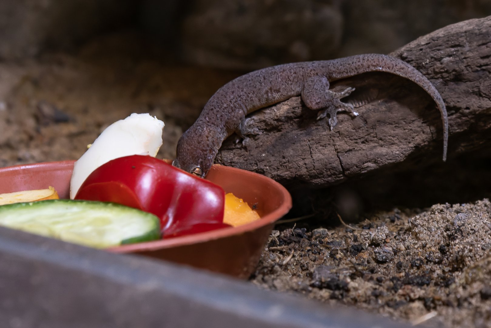 Gecko ID - Zoo Dresden