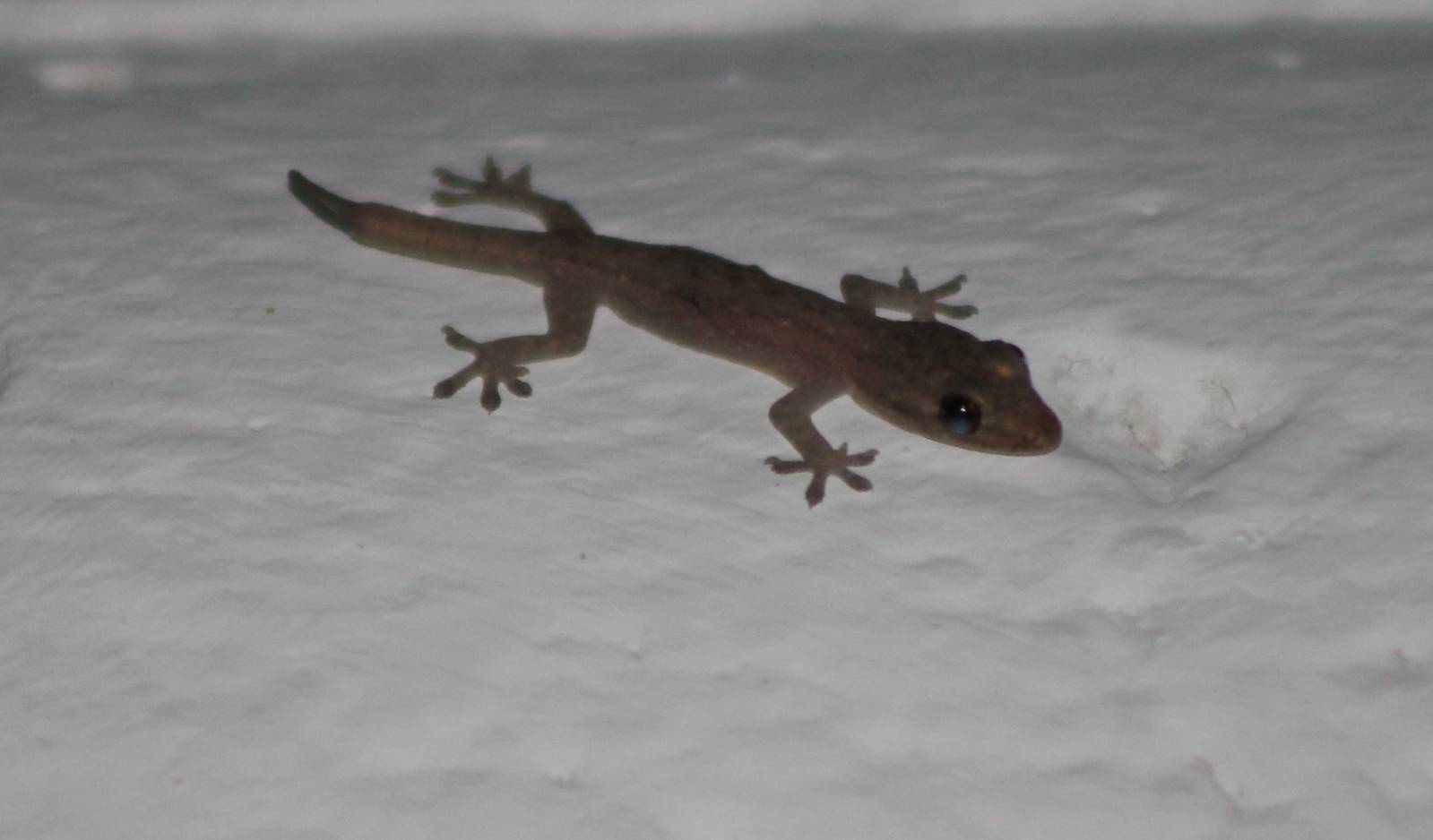 Gecko ID