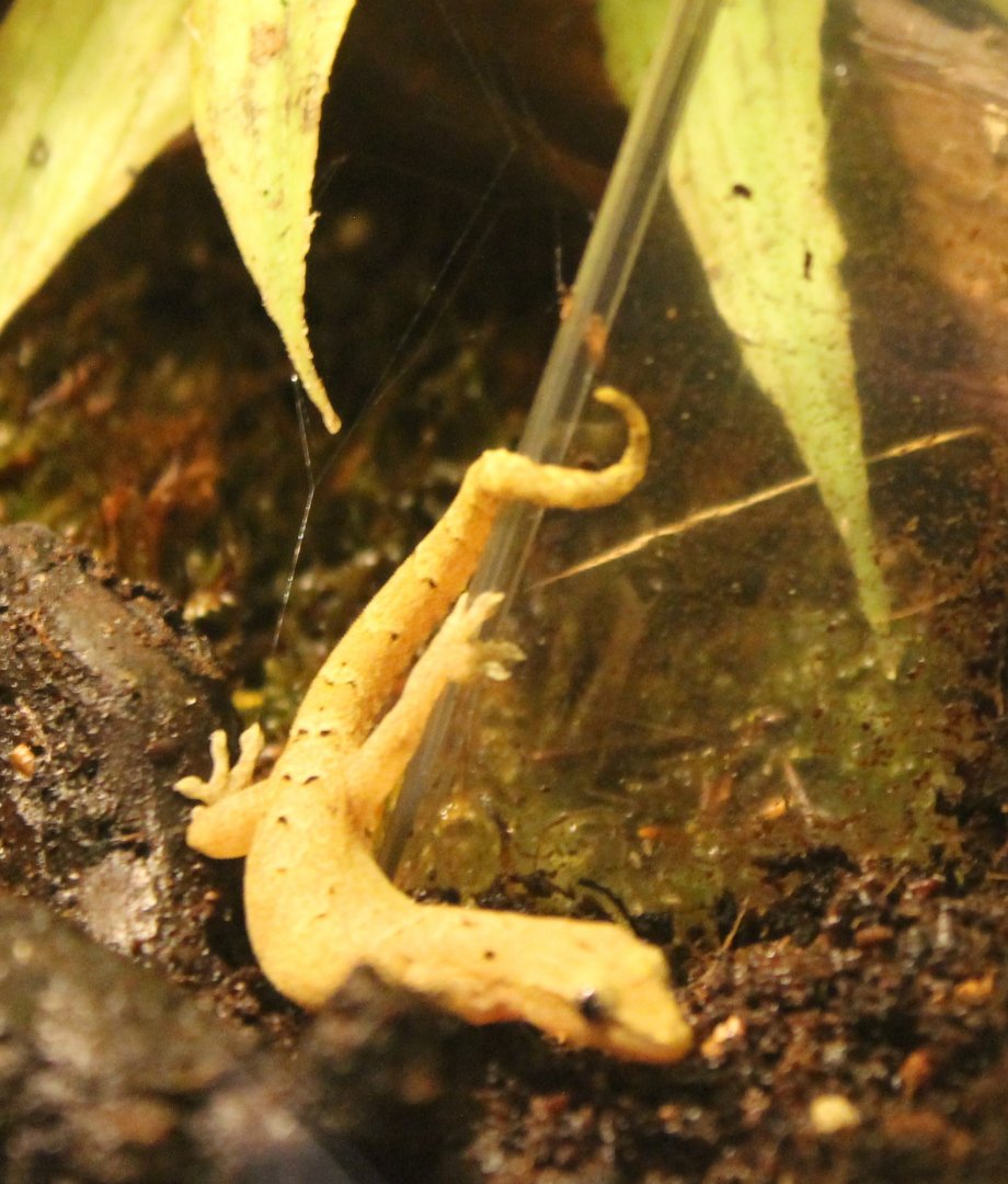 Gecko ID