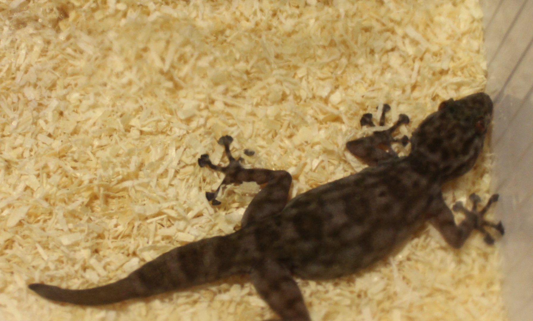 Gecko ID