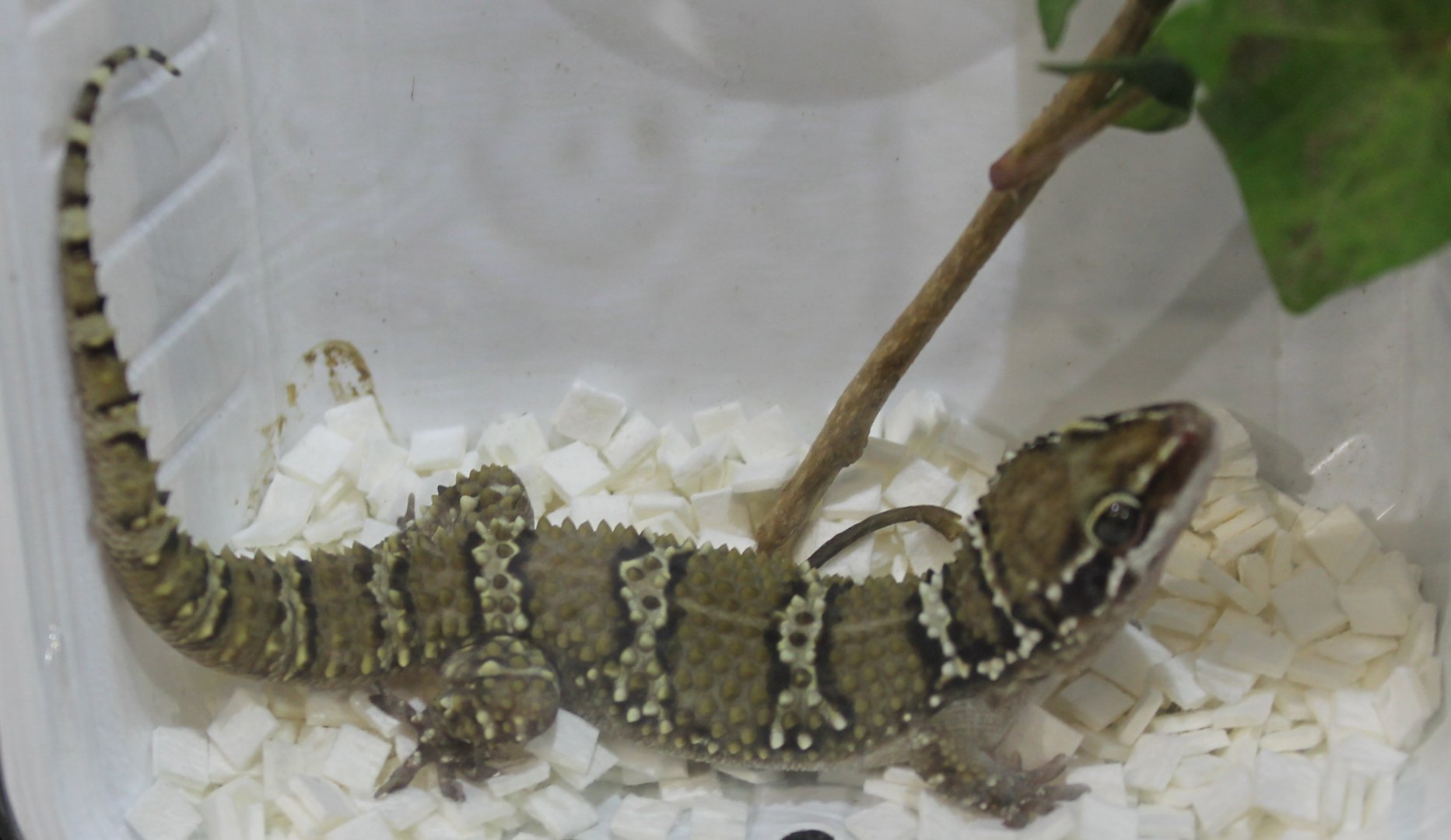 Gecko ID