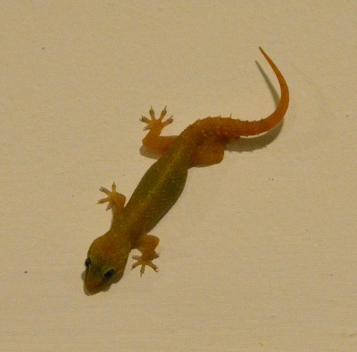 Gecko ID?