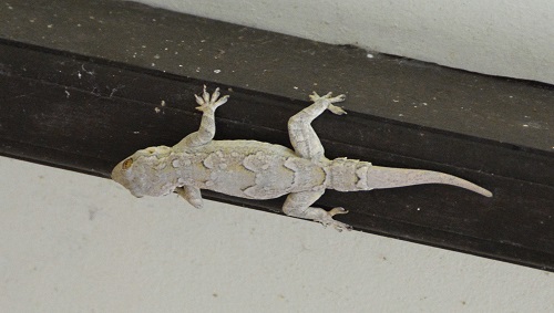 Gecko ID?