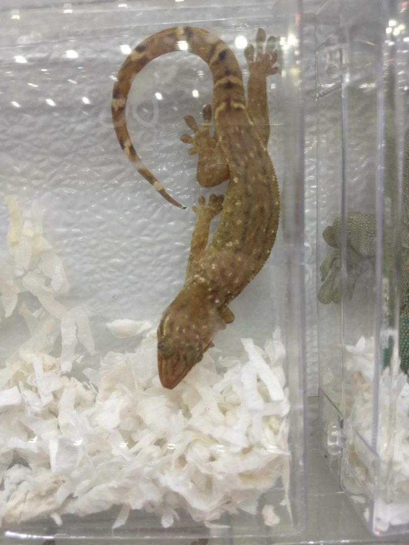 Gecko ID?