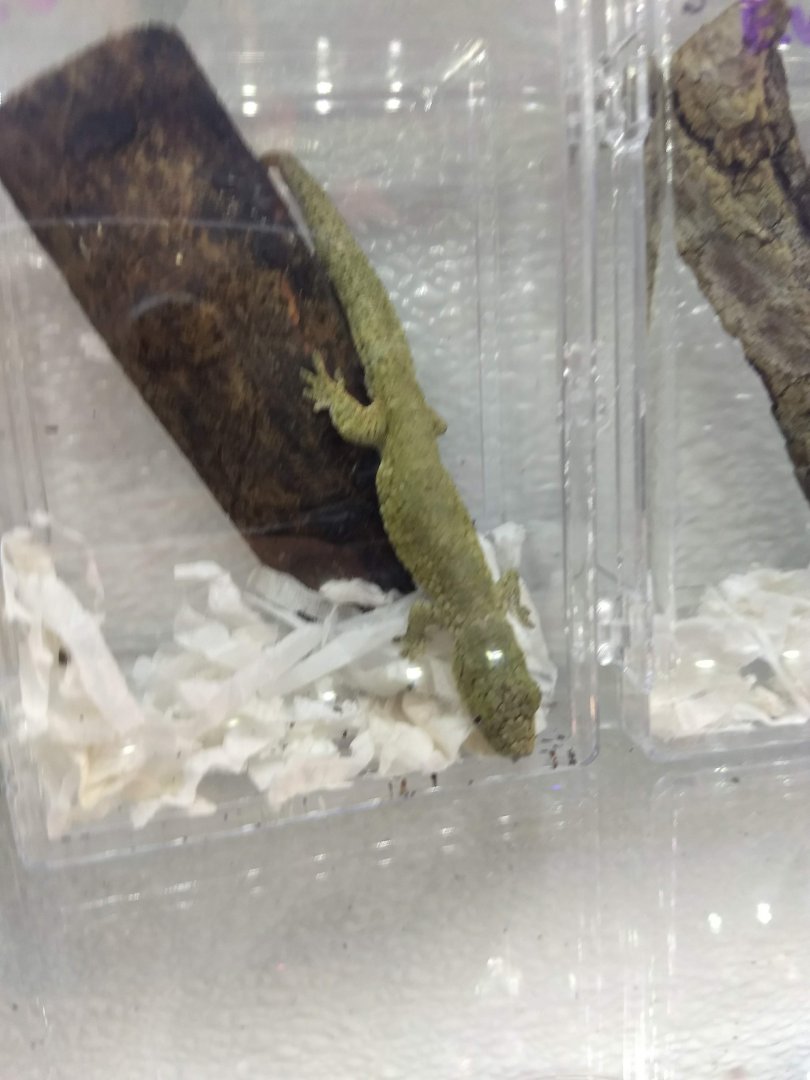 Gecko ID?