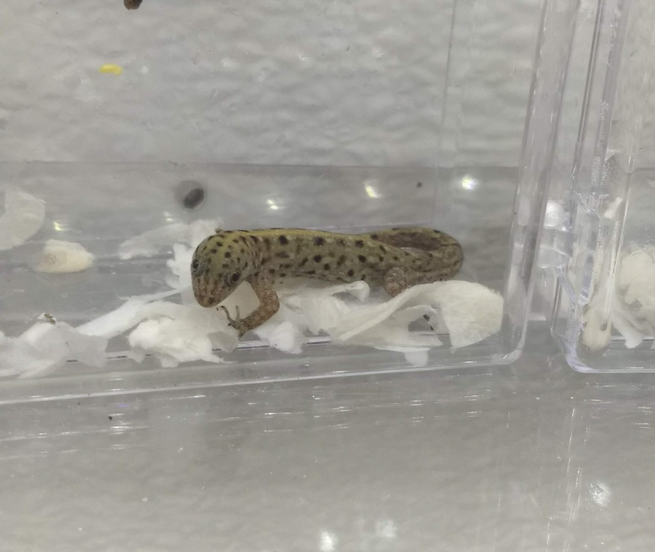 Gecko ID?