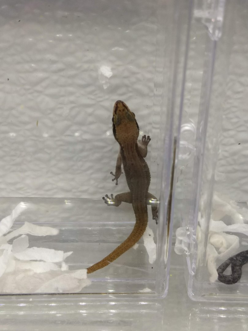 Gecko ID?