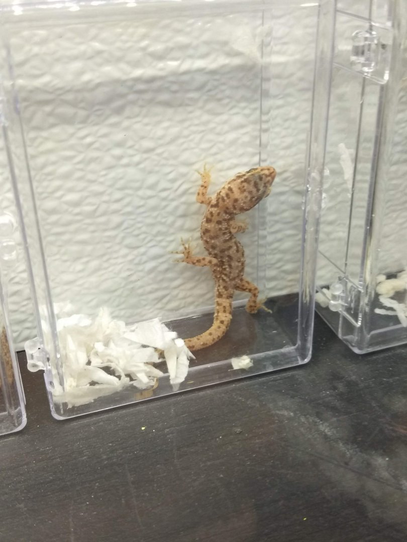 Gecko ID?