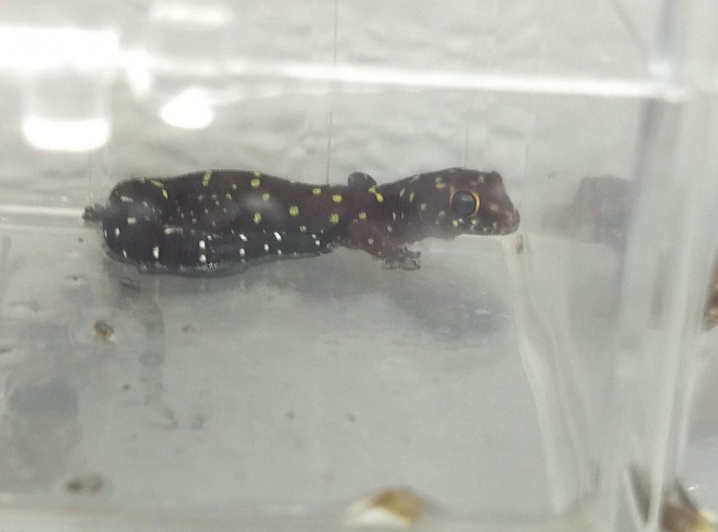 Gecko ID?