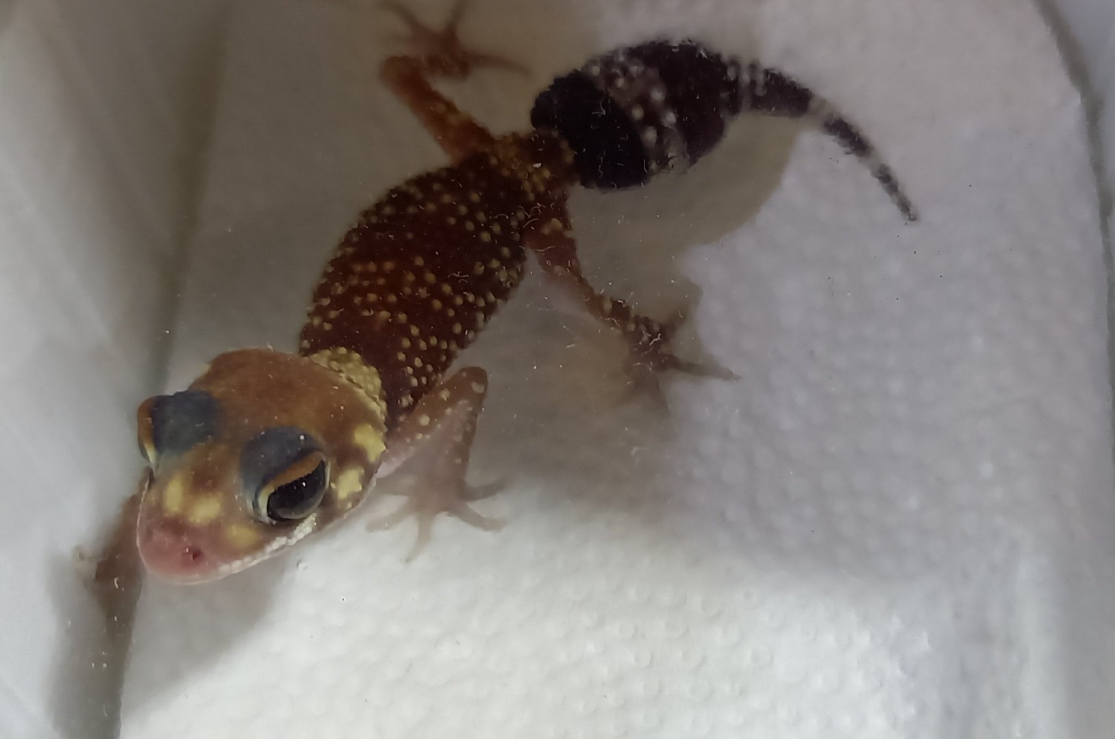 Gecko ID