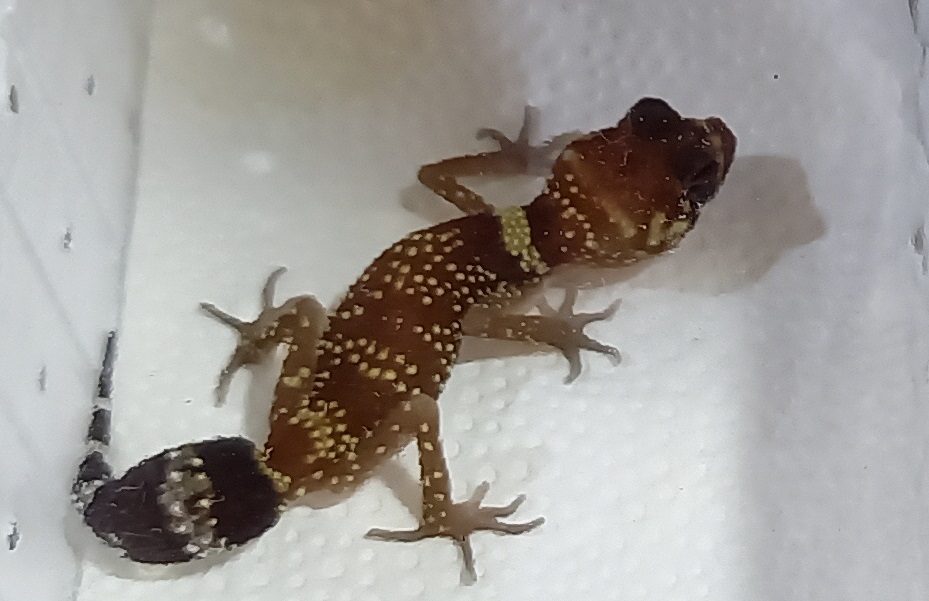 Gecko ID