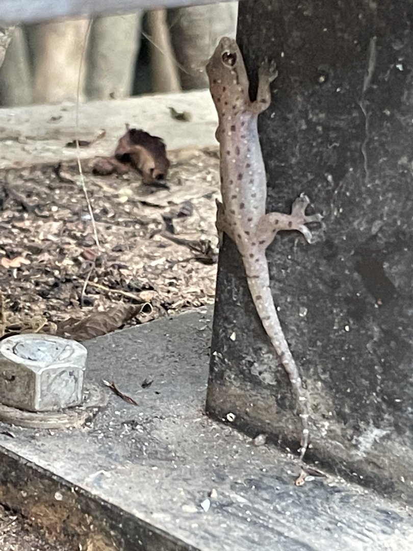 Gecko ID?
