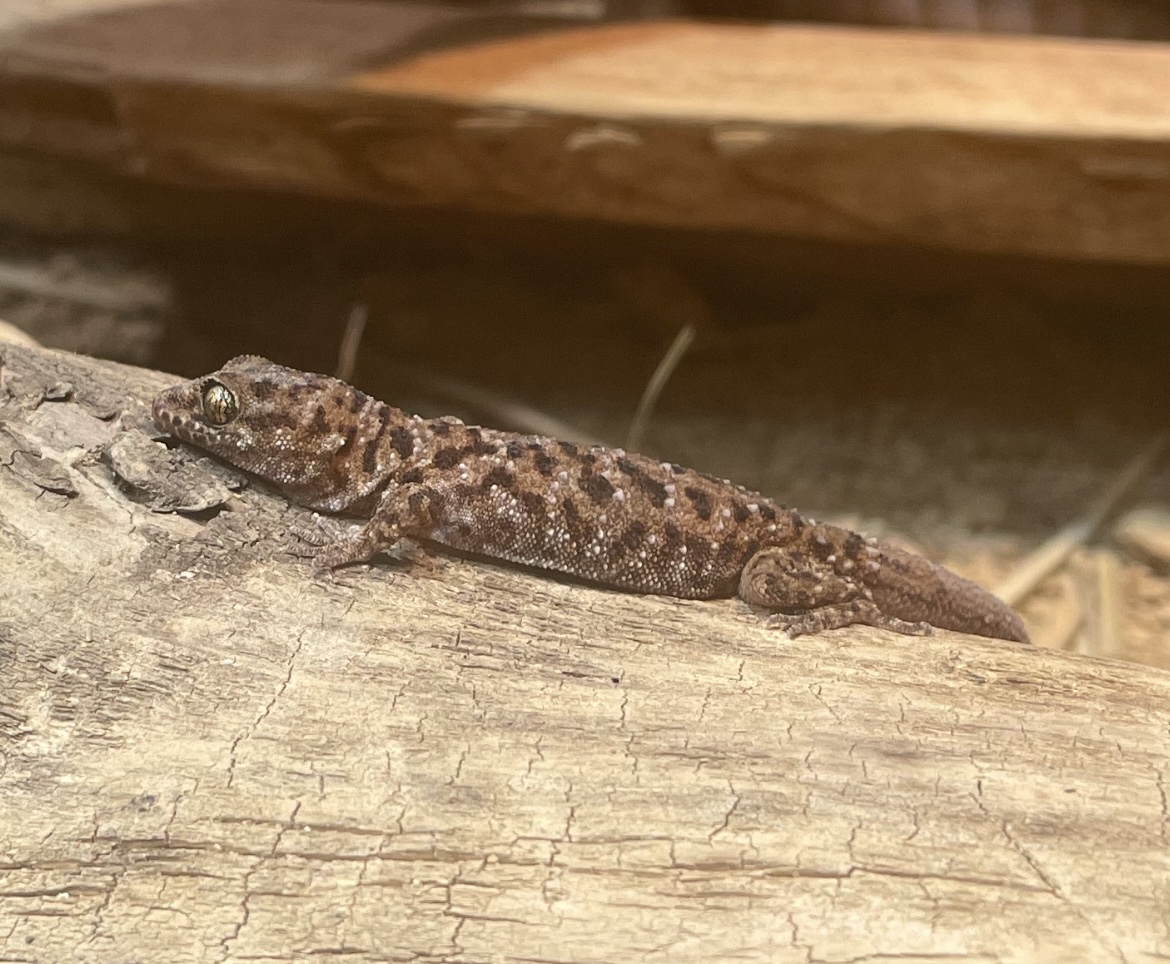 Gecko ID?