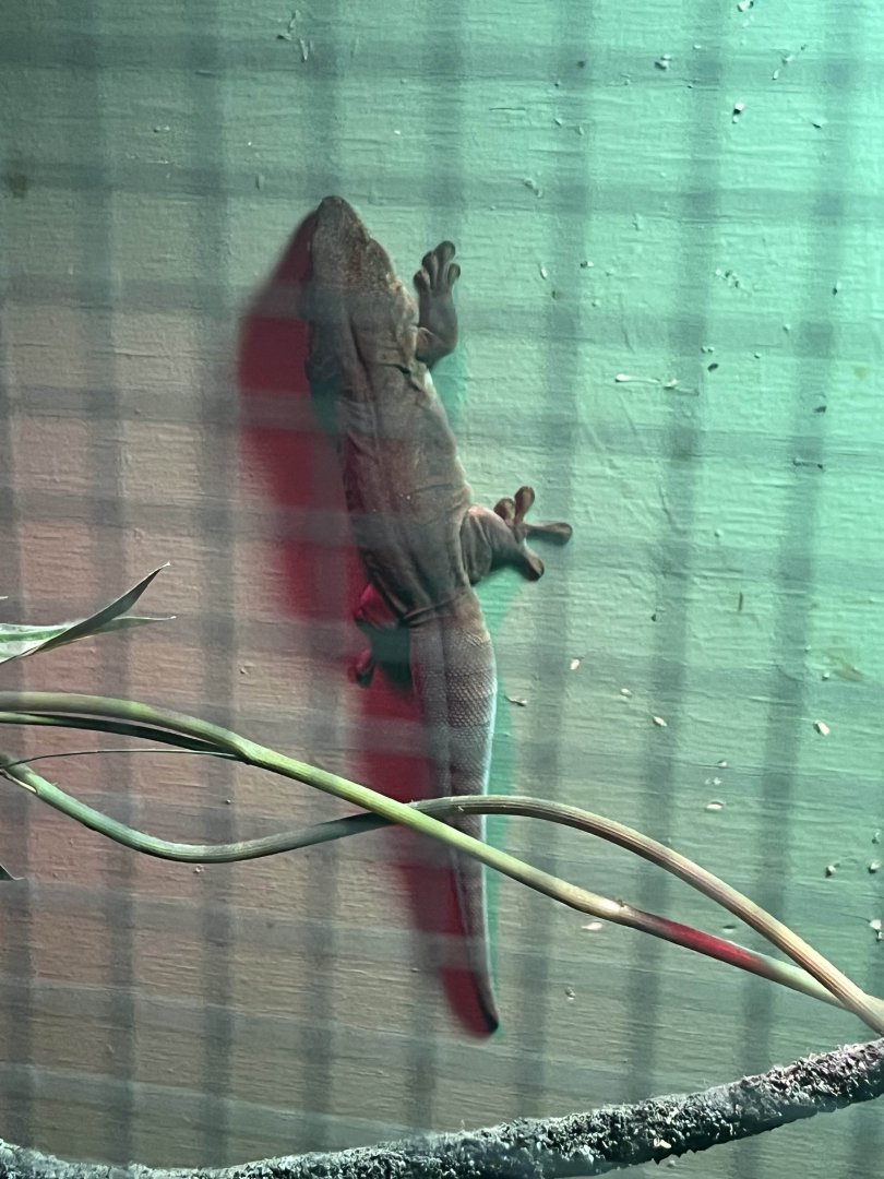 Gecko ID