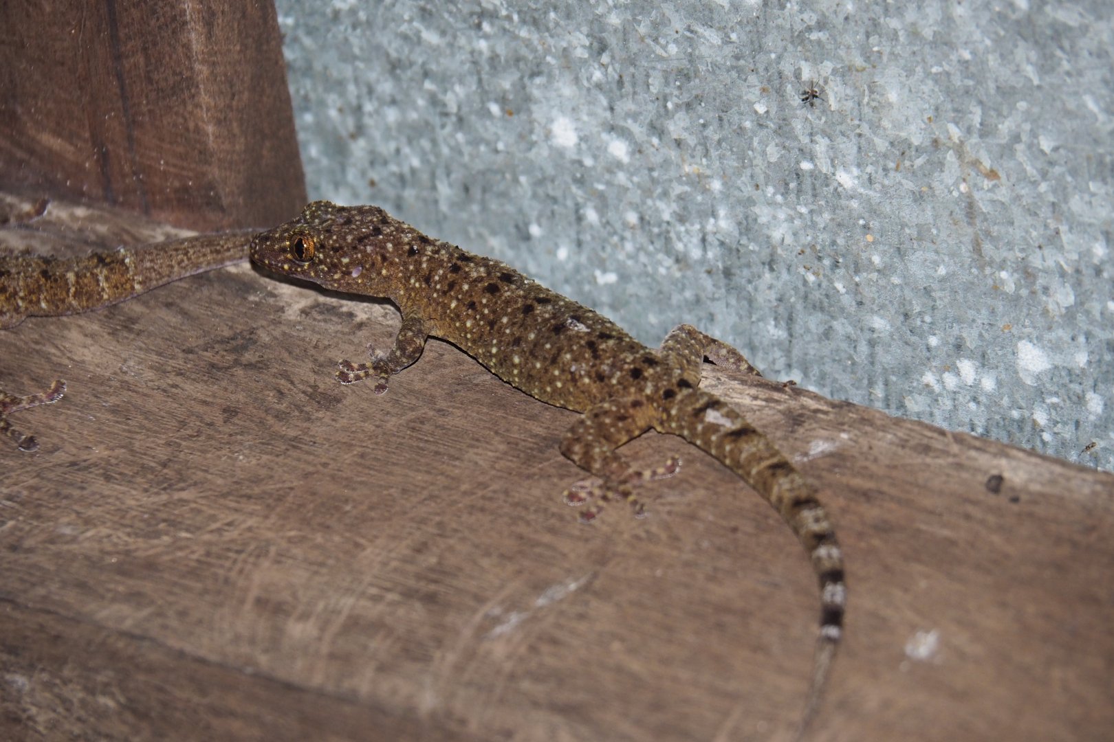 Gecko - Kinabatangan River, Sabah, Borneo