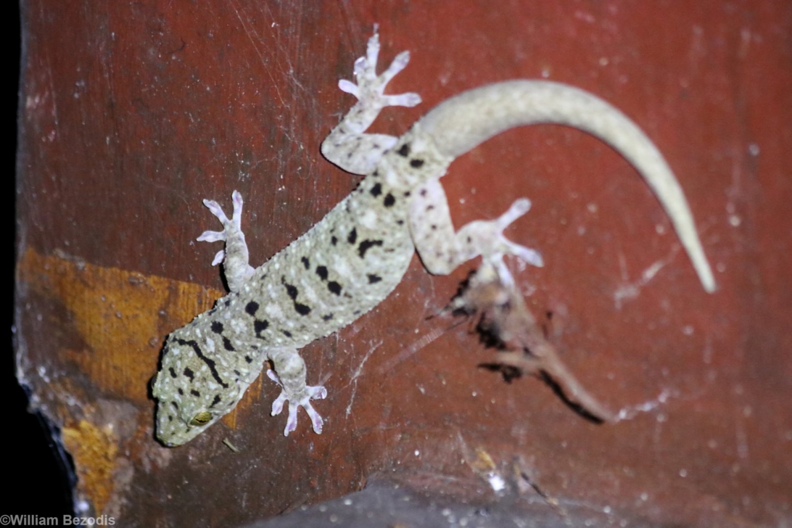 Gecko Species - Taman Negara