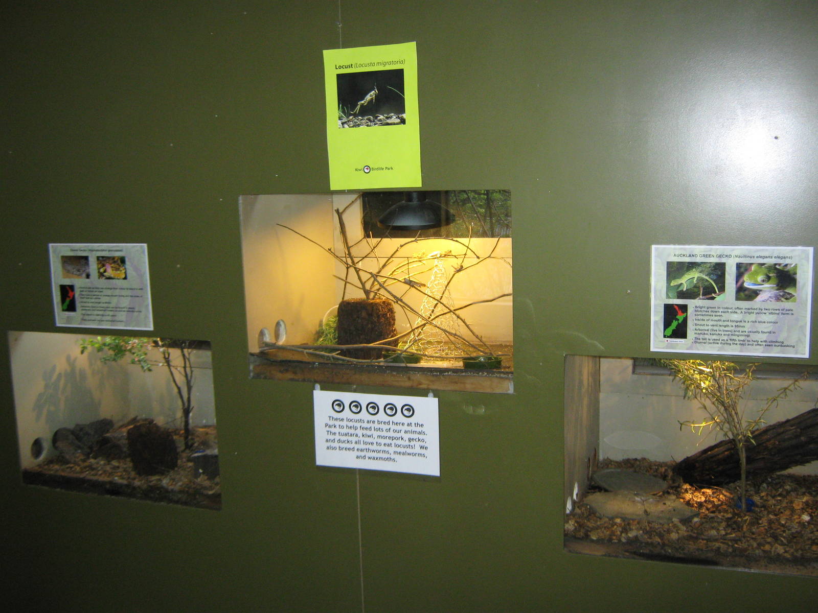 gecko tanks
