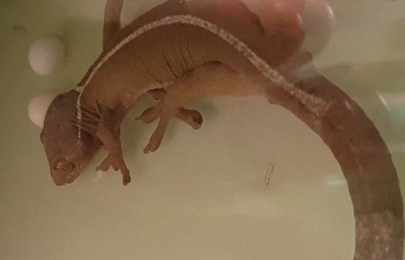 Gecko vittatus with eggs