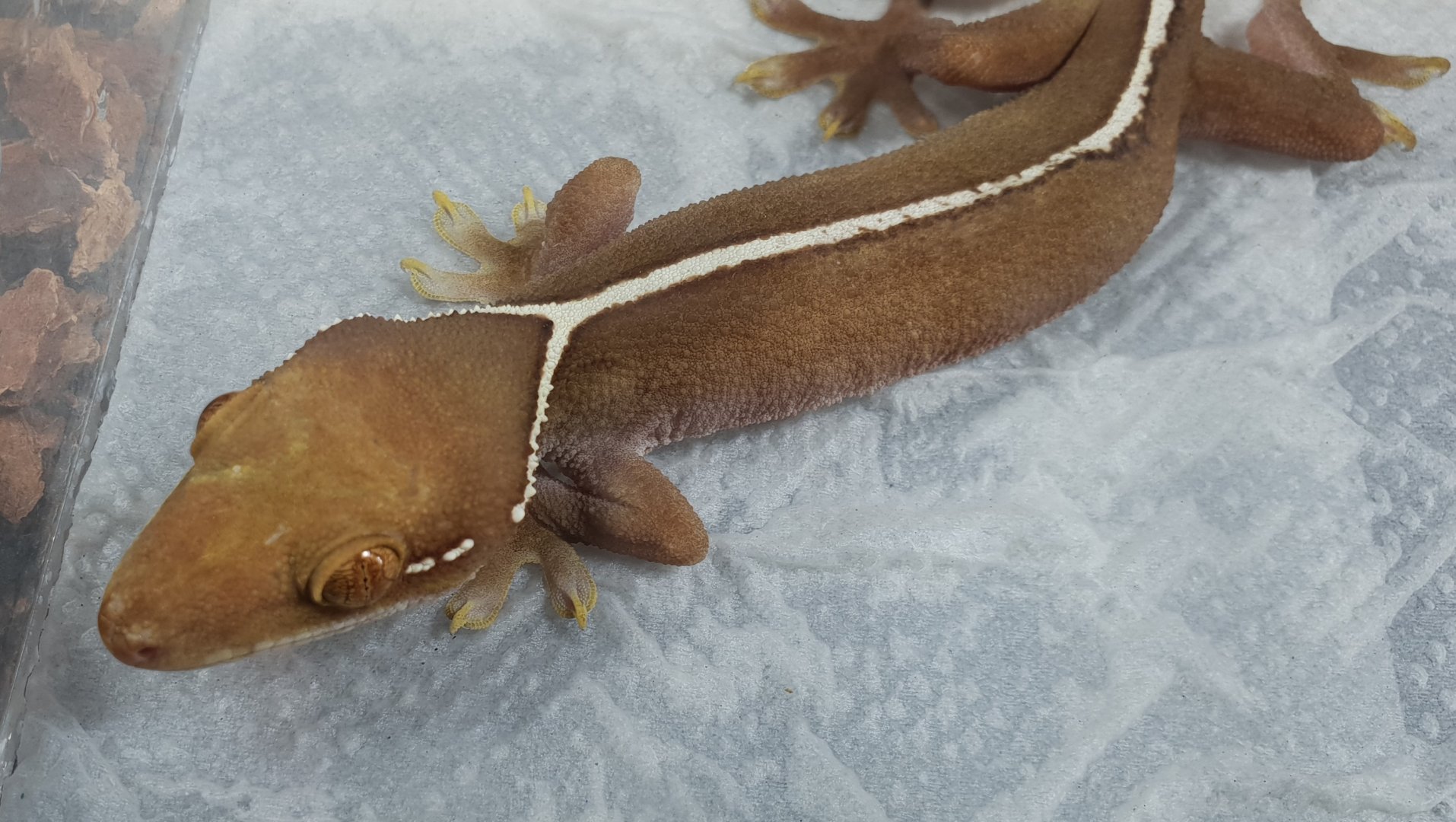 Gecko vittatus