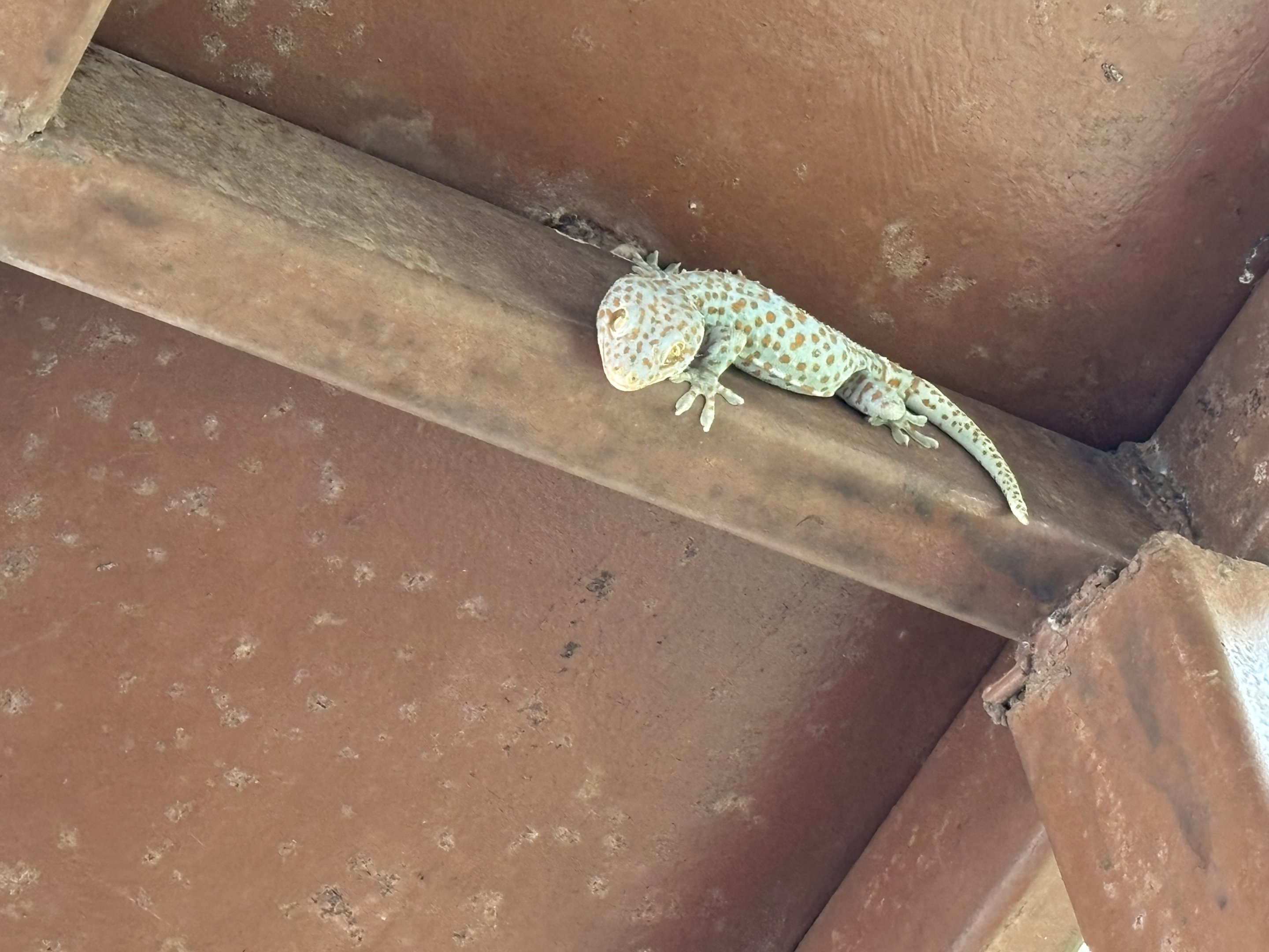 Gecko - wild