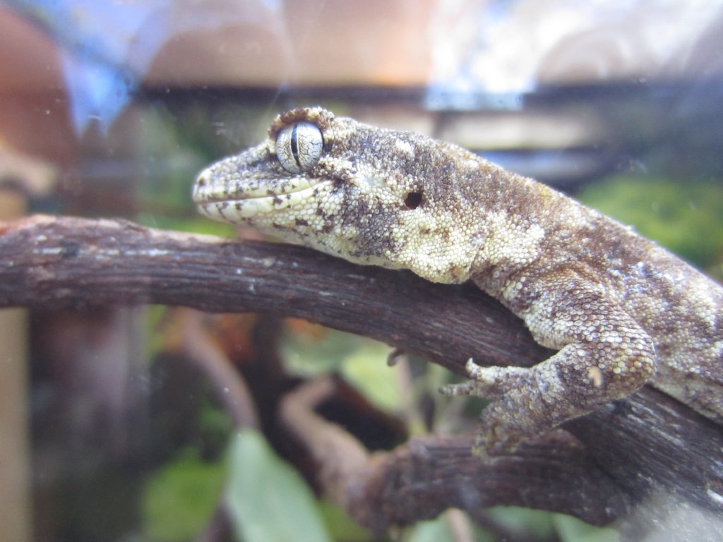 Gecko