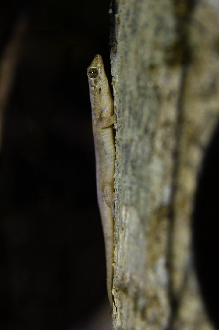 Geckolepis maculata