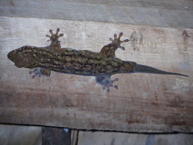 Geckolepsis typica