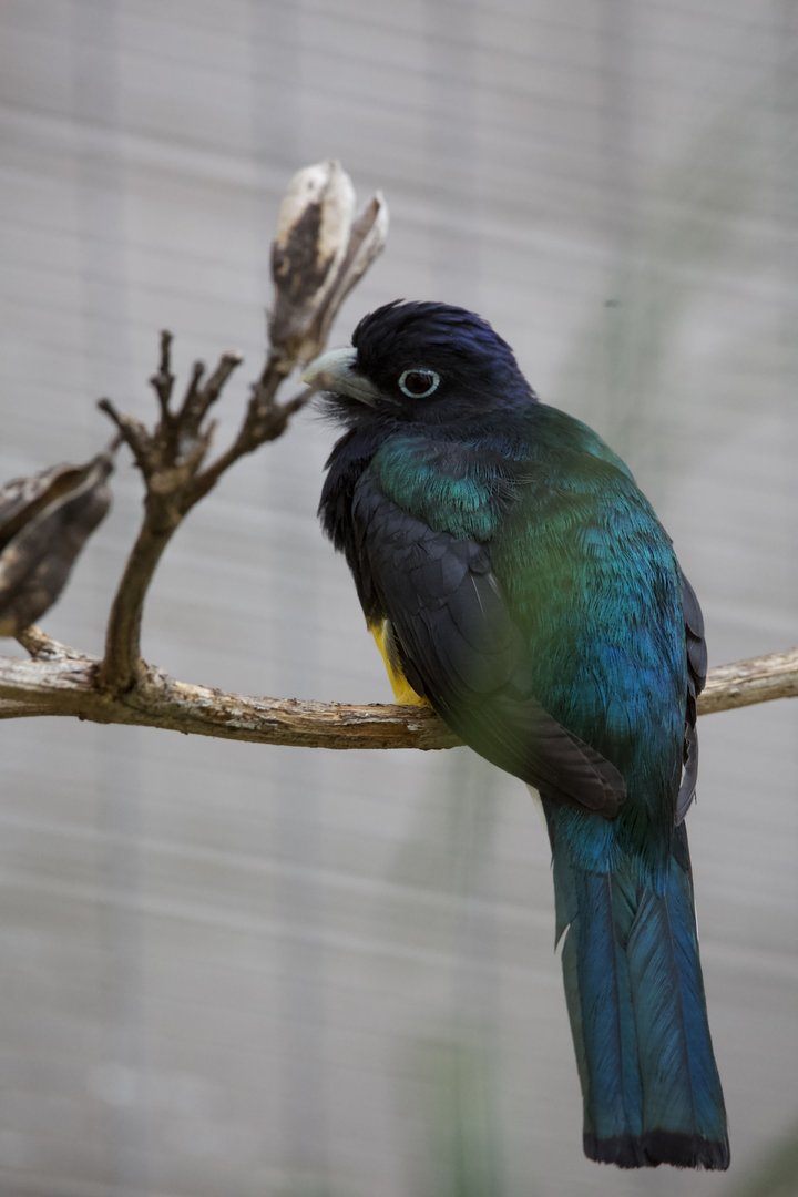 Geen-backed trogon/ Trogon viridis, male
