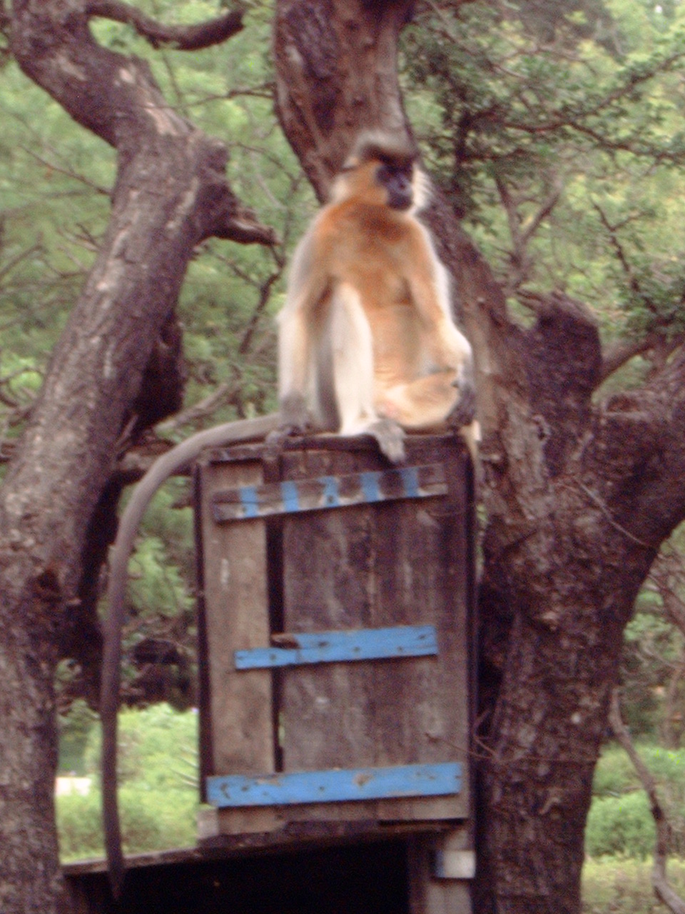 Gee's Golden Langur (Trachypithecus geei)