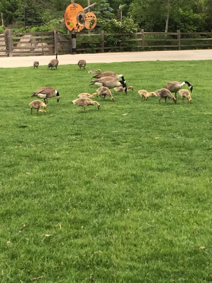 Geese and Chicks