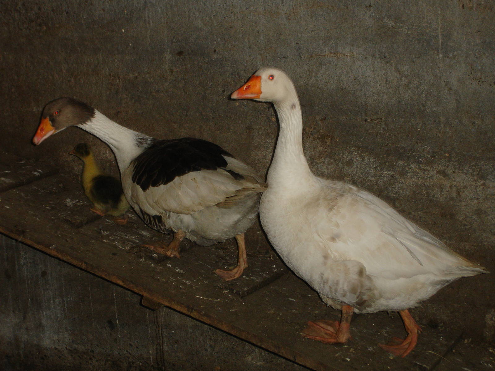 Geese and gosling